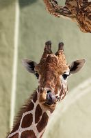 050415_Tierpark_Giraffe07.jpg