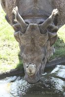 050603_Tierpark_Nashorn02.jpg