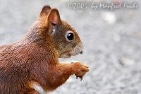 050722_Tierpark_Eichhoernchen06.jpg