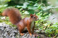 050722_Tierpark_Eichhoernchen07.jpg