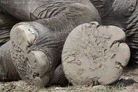 060513_Tierpark_Elefant09.jpg