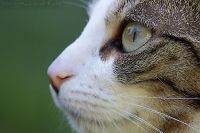 060611_Zuhause_Katze12.jpg