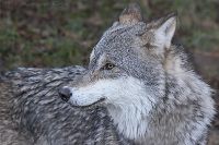 061107_Tierpark_Wolf03.jpg