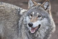 070316_Tierpark_Wolf02.jpg