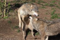 070414_Tierpark_Wolf20.jpg