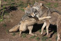 070414_Tierpark_Wolf21.jpg