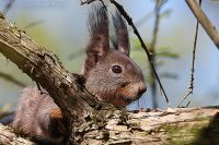 080509_BotanischerGarten_Eichhoernchen_01.jpg