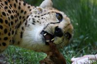 080627_Tierpark_Gepard_01.jpg