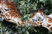 080627_Tierpark_Giraffe_01.jpg