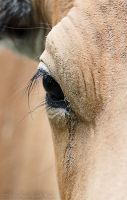 080627_Tierpark_JavaBanteng_12.jpg