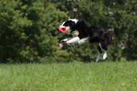 080725_Olympiagelaende_GabiHunde_036.jpg