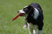 080725_Olympiagelaende_GabiHunde_153.jpg