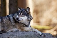 140228_Tierpark_Wolf_06.jpg