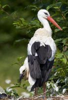 110616_Mueritz_Vogelpark_6774.jpg