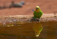 110616_Mueritz_Vogelpark_6800.jpg