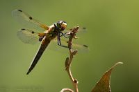 060625_BotanischerGarten_Libelle50.jpg