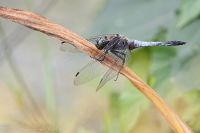 080726_BotanischerGarten_6947.jpg