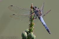 080727_BotanischerGarten_Libelle_08.jpg