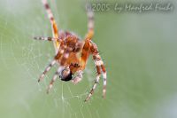 050724_Zuhause_Spinne01.jpg