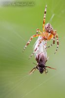 050724_Zuhause_Spinne03.jpg