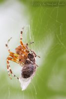 050724_Zuhause_Spinne15.jpg