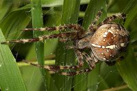 050903_Zuhause_Spinne04.jpg