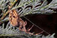 050903_Zuhause_Spinne20.jpg