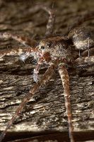 070408_Zuhause_Spinne05.jpg