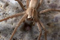 070408_Zuhause_Spinne09.jpg