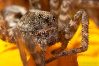 070812_Zuhause_Spinne07.jpg